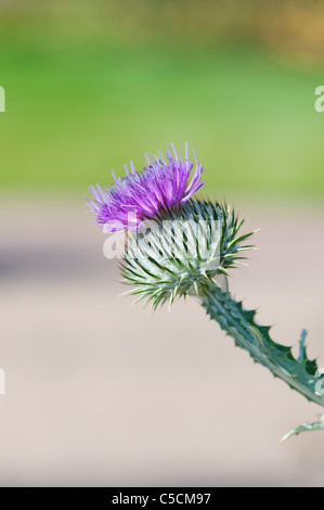 Onopordum acanthium . CottonThistle Stock Photo