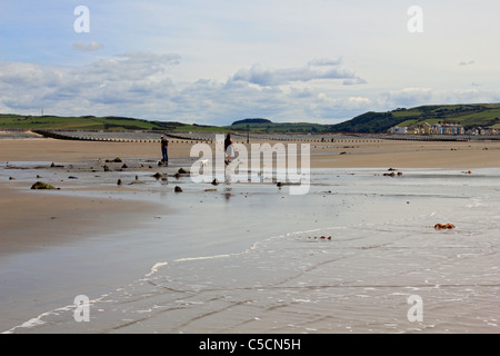 Submerged forest exposed at low tide on Borth sands near Ynyslas, Ceredigion, Wales, UK Stock Photo