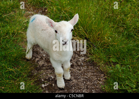 Young spring lamb in a North Pennine field Stock Photo