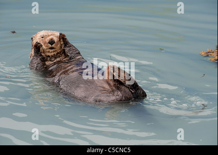 sea otter, Enhydra lutris, ( Endangered Species ), Valdez, Alaska ( Prince William Sound ) Stock Photo