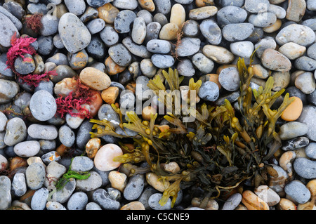 Seaweed and Pebbles on the beach at Sheringham, Norfolk, England, UK Stock Photo