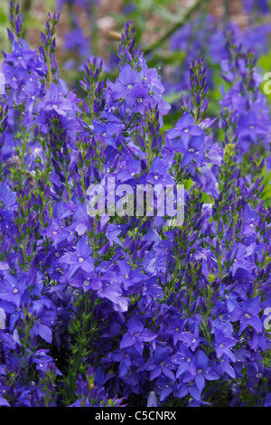 Blue flowers of garden plant Veronica austriaca subsp. teucrium 'Kapitän' Stock Photo