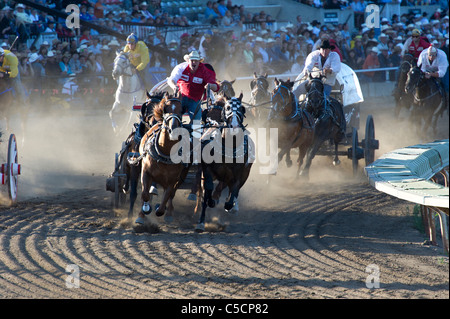 Chuckwagon race at the Calgary Stampede Stock Photo