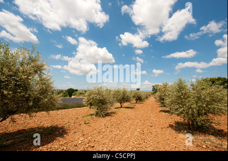 Lavender fields and olive trees in the French Provence at the Valensole plateau Stock Photo