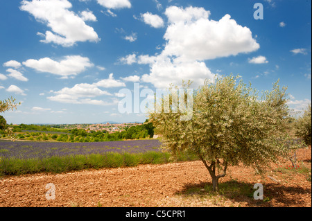 Lavender fields and olive trees in the French Provence at the Valensole plateau Stock Photo