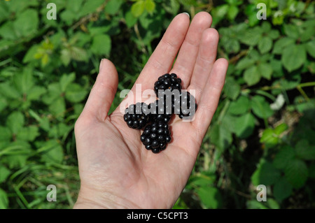 Woman's hand holding freshly picked wild blackberries with blackberry bush in the background, Tottenham Marshes, London, UK Stock Photo