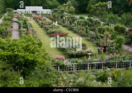 The Cranford Rose Garden at the Brooklyn Botanic Garden has over 5,000 bushes with approximately 1,400 rose varieties. Stock Photo