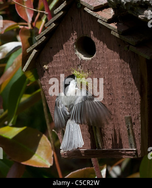 Blackcap chickadee flying toward house, folding wings, carrying nesting material Stock Photo