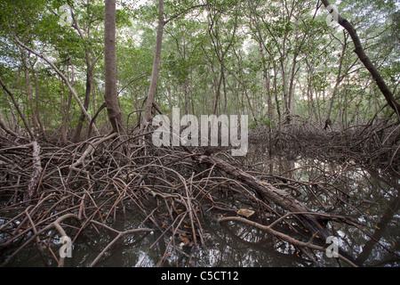 Thick roots of mangrove in Caroni Swamp, Trinidad, Trinidad and Tobago, West Indies, Caribbean Stock Photo