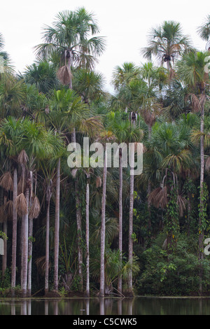 Palm trees and reflections on Lake Sandoval, Tambopata National Reserve, Peru Stock Photo
