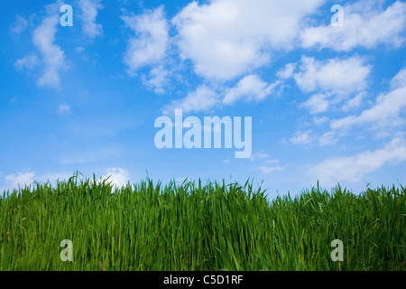 green field under the big sky Stock Photo