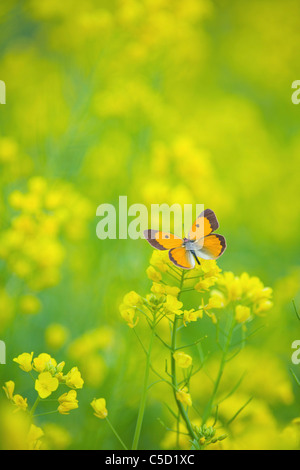 butterfly sitting on yellow flowers Stock Photo