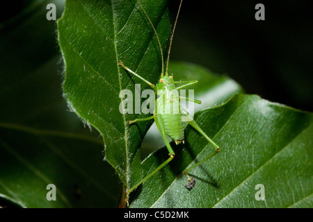 Speckled bush cricket, Leptophyes punctatissima, a green bug on a leaf, Kent, England, UK Stock Photo