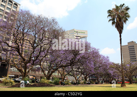Jacaranda trees flower on Africa Unity Square in Harare, Zimbabwe. Stock Photo