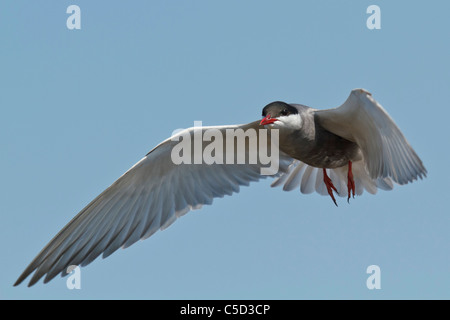 Whiskered Tern (chlidonias hybrida) in fly. Spain. Stock Photo