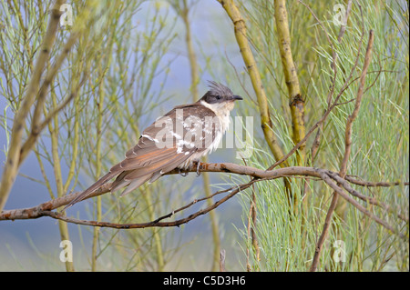 Great Spotted Cuckoo (Clamator glandarius) perched on branch Stock Photo