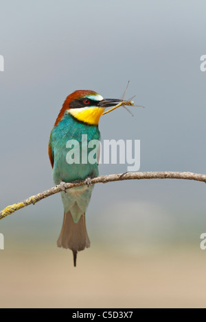 European bee-eater (merops apiaster). Spain. Stock Photo