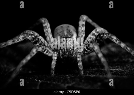 Spider portrait Stock Photo