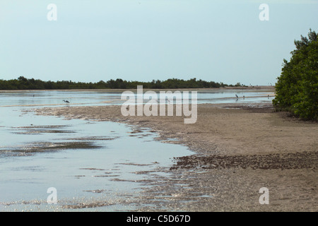 Wading birds search the Lagoon area at Tigertail beach during low tide Stock Photo