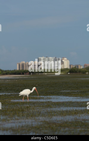 Wading birds search the seagrass beds for food during low tide in the lagoon area at Tigertail Beach Stock Photo