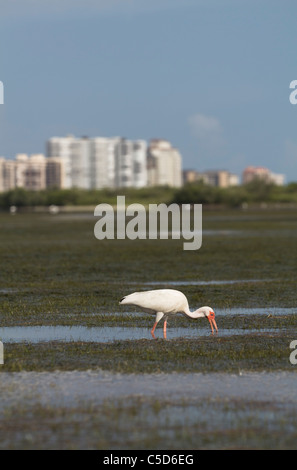 Wading birds search the seagrass beds for food during low tide in the lagoon area at Tigertail Beach Stock Photo