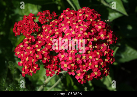 Flowering Achillea millefolium 'Red Velvet' Taken at Ness Gardens, Wirral, UK Stock Photo