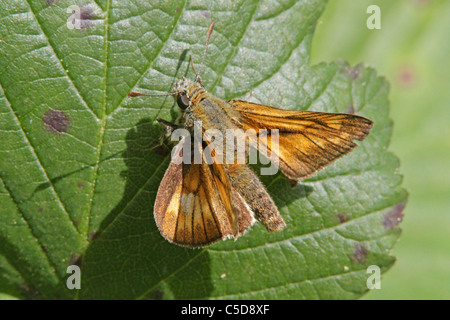 Male Small Skipper Butterfly Stock Photo