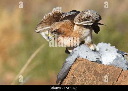 Booted eagle (hieraaetus pennatus) adult, hunting. Spain. Stock Photo