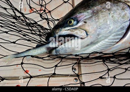 Big Chinook salmon with plastic artificial anchovy lure in mouth Stock Photo