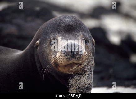 Sand-covered Galápagos sea lion pup, Zalophus wollebacki Stock Photo