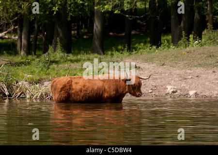 Highland cattle in water. Stock Photo
