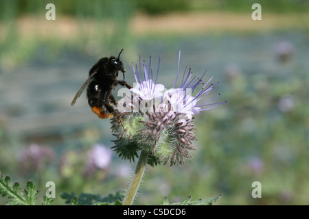 Cuckoo bee Bombus rupestris on Phacelia flower, Five A Day organic market garden. Stock Photo