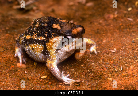 Namaqua Rain Frog, Breviceps namaquensis, Clanwilliam, South Africa Stock Photo