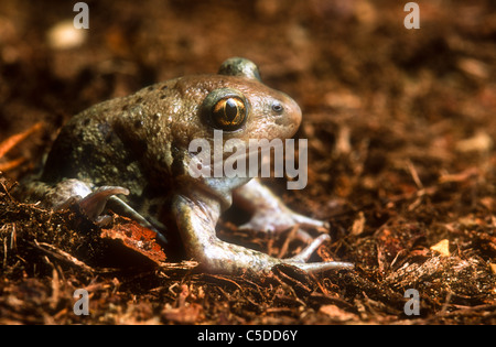 Common spadefoot toad, Pelobates fuscus, Eastern Europe Stock Photo