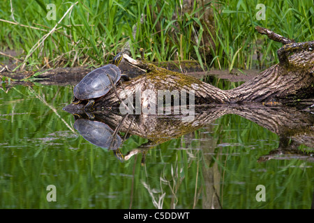 Western Painted Turtle resting on a log in a pond Stock Photo