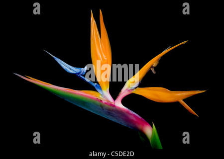 Brightly colored 'Bird of Paradise' flower on a black  background Stock Photo