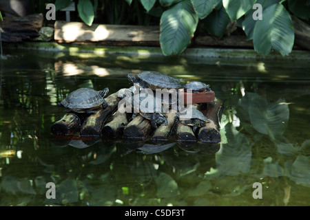 Turtles in Old Botanical Garden, Hamburg Stock Photo