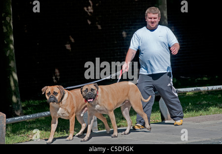 Two American Bull dogs Stock Photo