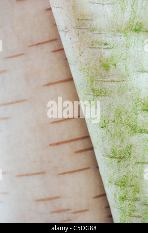 Betula albosinensis . Chinese Red Birch . Chinese Paper Birch Tree bark Stock Photo