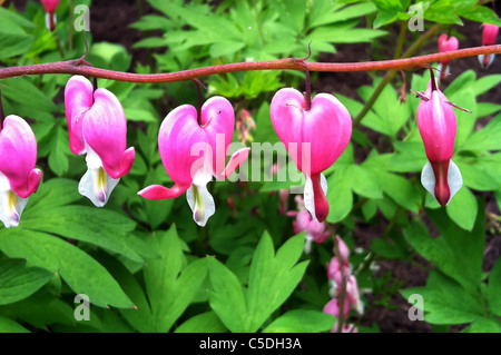 Bleeding heart blossoms. Stock Photo