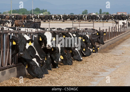 Dairy Farm Stock Photo