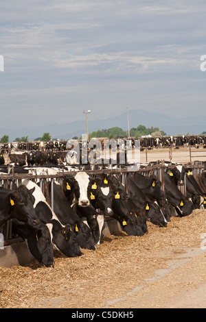 Dairy cows at a feedlot in Mountain Home Idaho Stock Photo - Alamy