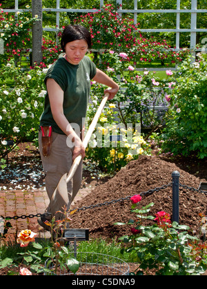 An Asian American woman uniformed gardener shovels compost in the Cranford Rose Garden of the Brooklyn (NY) Botanic Garden. Stock Photo