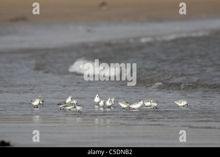 Sanderling, Calidris alba, flock feeding on beach in winter Stock Photo