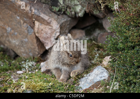 Mountain Hare, leveret, Lepus timidus, cleaning its fur on Scottish Hill Stock Photo