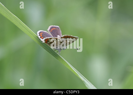 Northern Brown Argus, Aricia artaxerxes, showing underside in Perthshire Stock Photo