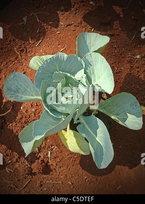 Cabbage, Brassica oleracea var. capitata in a field Stock Photo