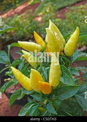 Yellow Chili, Hybrid plant Stock Photo
