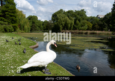 Swan beside the lake in St James's Park, London, UK Stock Photo