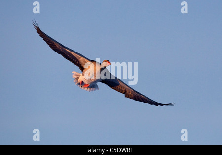 Low angle view of a Greylag goose in flight against clear sky